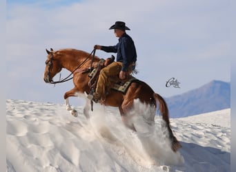 American Quarter Horse, Gelding, 9 years, 15,1 hh, Sorrel