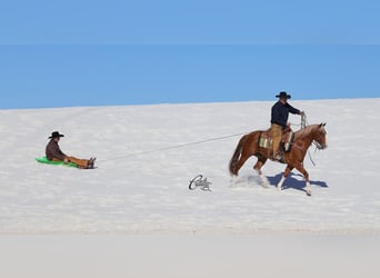 American Quarter Horse, Gelding, 9 years, 15,1 hh, Sorrel