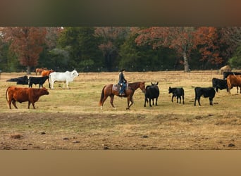 American Quarter Horse, Gelding, 9 years, 15,1 hh, Sorrel