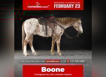 American Quarter Horse, Gelding, 9 years, 15,1 hh