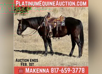 American Quarter Horse, Gelding, 9 years, 15,2 hh, Black