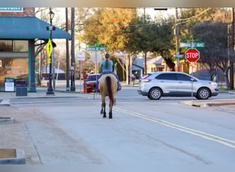 American Quarter Horse, Gelding, 9 years, 15,2 hh, Buckskin