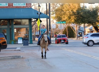American Quarter Horse, Gelding, 9 years, 15,2 hh, Buckskin