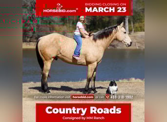 American Quarter Horse, Gelding, 9 years, 15,2 hh, Buckskin