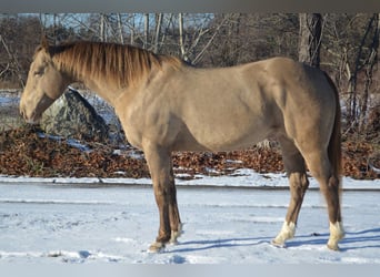 American Quarter Horse, Gelding, 9 years, 15,2 hh, Champagne