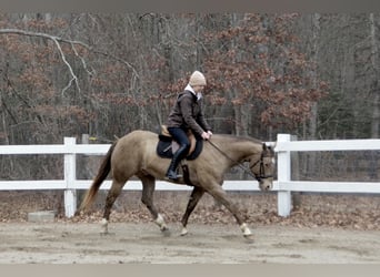 American Quarter Horse, Gelding, 9 years, 15,2 hh, Champagne