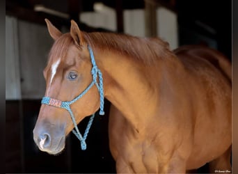 American Quarter Horse, Gelding, 9 years, 15,2 hh, Chestnut
