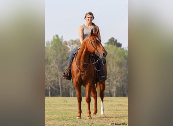 American Quarter Horse, Gelding, 9 years, 15,2 hh, Chestnut