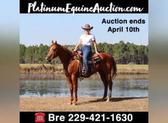 American Quarter Horse, Gelding, 9 years, 15,2 hh, Chestnut