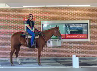 American Quarter Horse, Gelding, 9 years, 15,2 hh, Chestnut