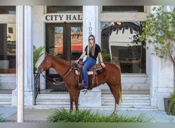 American Quarter Horse, Gelding, 9 years, 15,2 hh, Chestnut