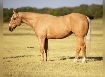 American Quarter Horse, Gelding, 9 years, 15,2 hh, Palomino