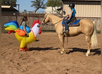 American Quarter Horse, Gelding, 9 years, 15,2 hh, Palomino