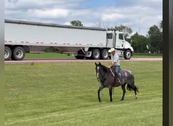 American Quarter Horse, Gelding, 9 years, 15,2 hh, Roan-Blue