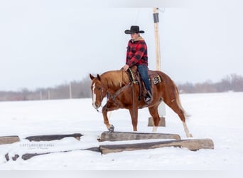 American Quarter Horse, Gelding, 9 years, 15,2 hh, Sorrel