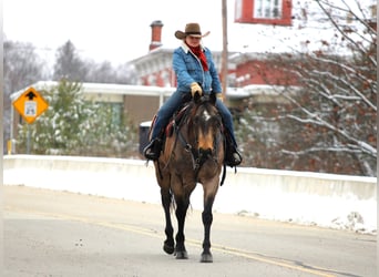 American Quarter Horse, Gelding, 9 years, 15,3 hh, Buckskin