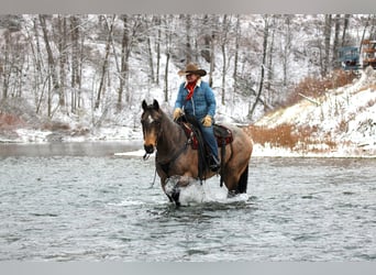 American Quarter Horse, Gelding, 9 years, 15,3 hh, Buckskin