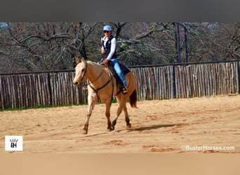 American Quarter Horse, Gelding, 9 years, 15,3 hh, Buckskin