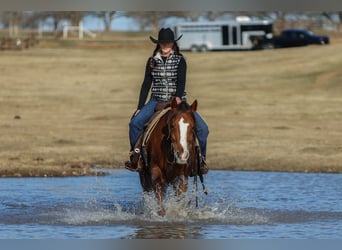 American Quarter Horse, Gelding, 9 years, 15,3 hh, Chestnut