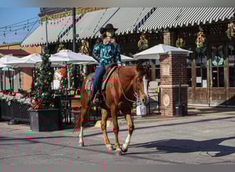 American Quarter Horse, Gelding, 9 years, 15,3 hh, Chestnut