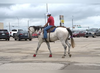 American Quarter Horse, Gelding, 9 years, 15,3 hh, Gray