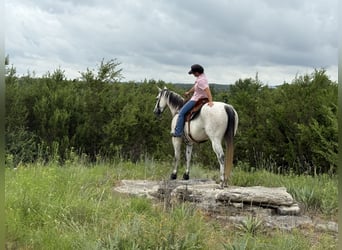 American Quarter Horse, Gelding, 9 years, 15,3 hh, Gray
