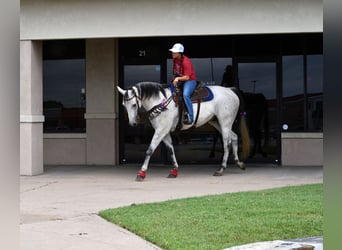 American Quarter Horse, Gelding, 9 years, 15,3 hh, Gray