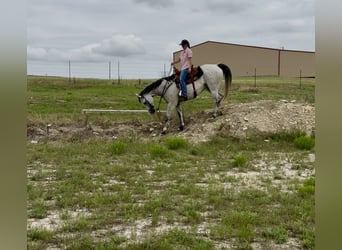 American Quarter Horse, Gelding, 9 years, 15,3 hh, Gray