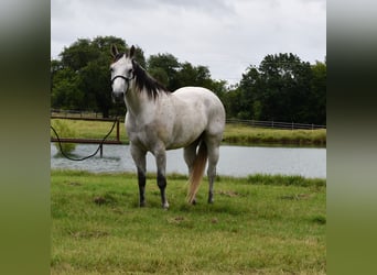 American Quarter Horse, Gelding, 9 years, 15,3 hh, Gray