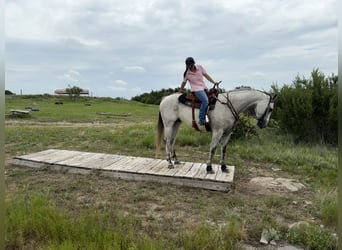 American Quarter Horse, Gelding, 9 years, 15,3 hh, Gray
