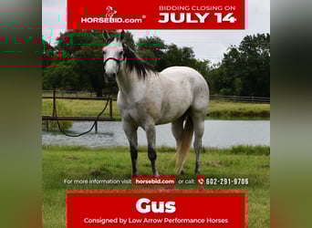 American Quarter Horse, Gelding, 9 years, 15,3 hh, Gray