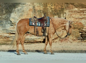 American Quarter Horse, Gelding, 9 years, 15,3 hh, Palomino