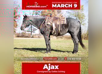 American Quarter Horse, Gelding, 9 years, 15,3 hh, Roan-Blue