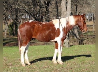 American Quarter Horse, Gelding, 9 years, 16.2 hh, Tobiano-all-colors