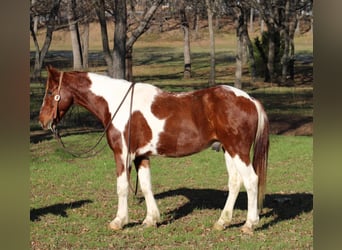 American Quarter Horse, Gelding, 9 years, 16.2 hh, Tobiano-all-colors