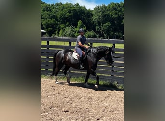 American Quarter Horse, Gelding, 9 years, 16.3 hh, Black