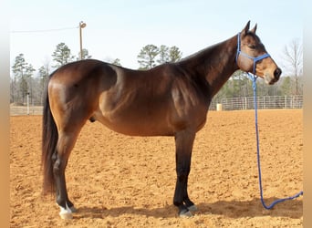 American Quarter Horse, Gelding, 9 years, 16 hh, Bay