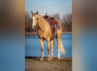 American Quarter Horse, Gelding, 9 years, 16 hh, Palomino