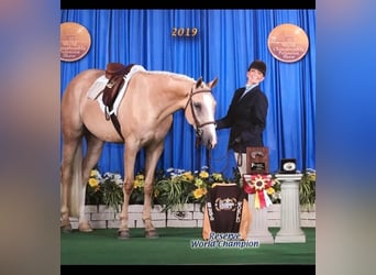 American Quarter Horse, Gelding, 9 years, 16 hh, Palomino