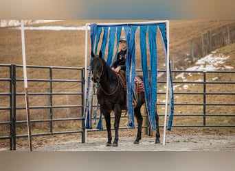 American Quarter Horse, Gelding, 9 years, 16 hh, Roan-Blue