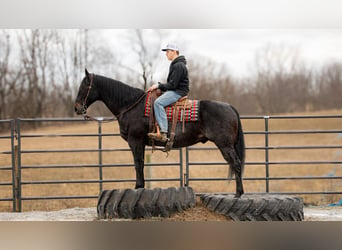 American Quarter Horse, Gelding, 9 years, 16 hh, Roan-Blue