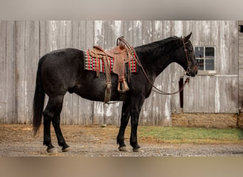 American Quarter Horse, Gelding, 9 years, 16 hh, Roan-Blue