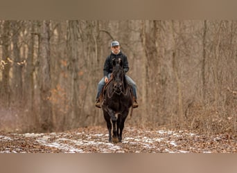 American Quarter Horse, Gelding, 9 years, 16 hh, Roan-Blue