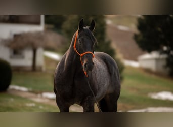 American Quarter Horse, Gelding, 9 years, 16 hh, Roan-Blue