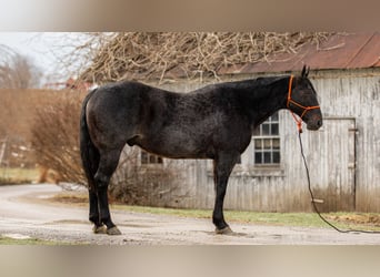 American Quarter Horse, Gelding, 9 years, 16 hh, Roan-Blue