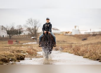 American Quarter Horse, Gelding, 9 years, 16 hh, Roan-Blue