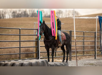 American Quarter Horse, Gelding, 9 years, 16 hh, Roan-Blue