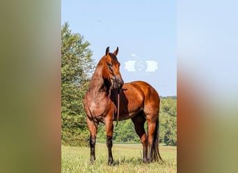 American Quarter Horse, Gelding, 9 years, 16 hh, Roan-Red