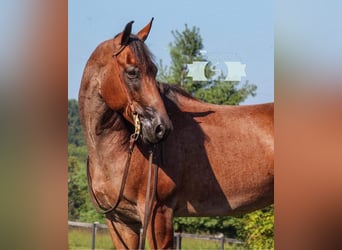 American Quarter Horse, Gelding, 9 years, 16 hh, Roan-Red