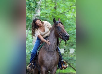 American Quarter Horse, Gelding, 9 years, 16 hh, Roan-Red